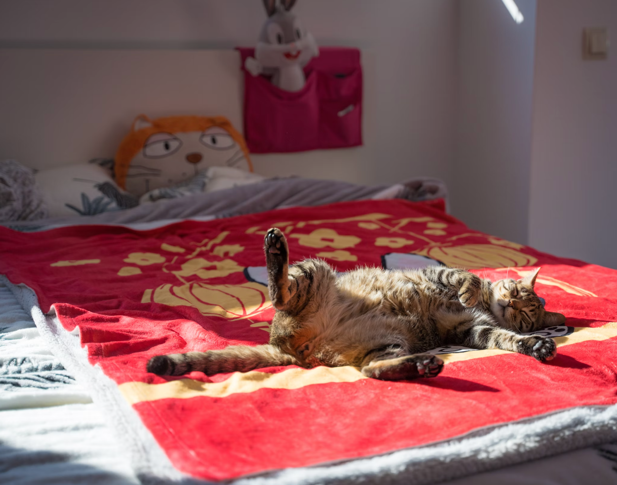 My cat sleeps shop on my bed